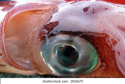 Closeup Of Squid Eye And Gill - Superb Colours