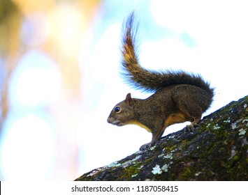 Closeup at squirrel