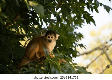 A closeup of a squirrel monkey on a tree branch at a forest