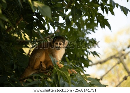 A closeup of a squirrel monkey on a tree branch at a forest