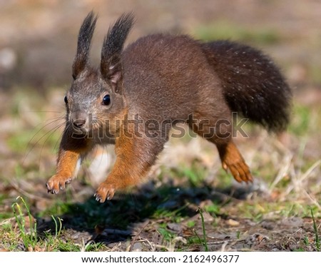 a close-up with a squirrel on the run