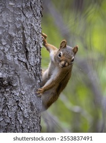 A closeup of a squirrel on a tree looking at camera
