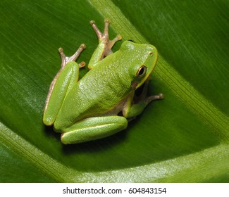 Closeup Squirrel Tree Frog On Green Cut Leaf Philodendron