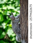 Close-up of squirrel in a tree. Selective focus.
