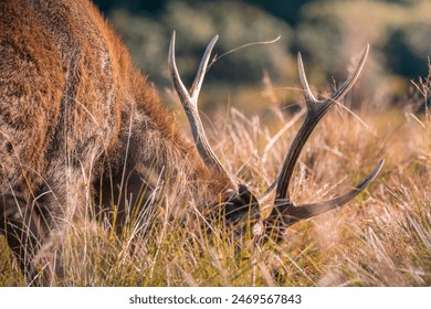 Close-up of Sri Lankan sambar deer with large antlers grazing at Horton Plains National Park. - Powered by Shutterstock