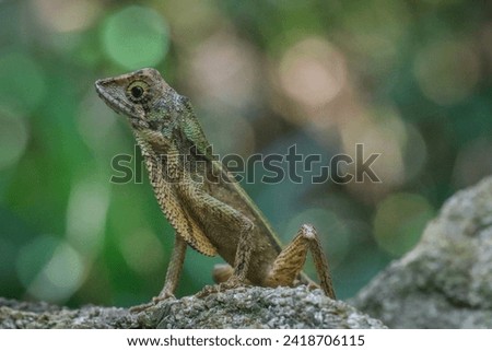 Closeup of a srilankan kangaroo lizard 