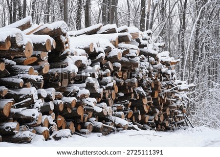 Closeup of stack of tree logs from forest exploitation on side of snowy forest in winter