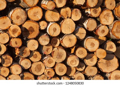 Close-up Of A Stacked Baltic Birch Log Pile