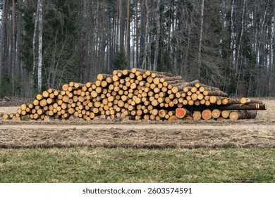 Close-Up of Stacked Pine Logs at Forest Edge, Sustainable Wood Harvesting, Timber Industry, Logging Scene in Spring Season, Raw Material Concept