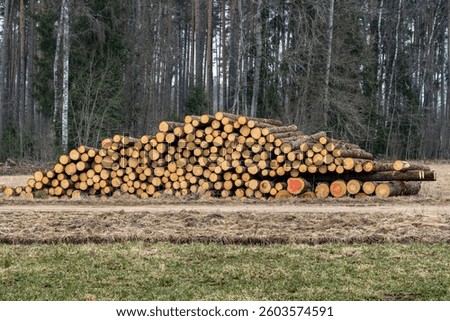 Close-Up of Stacked Pine Logs at Forest Edge, Sustainable Wood Harvesting, Timber Industry, Logging Scene in Spring Season, Raw Material Concept