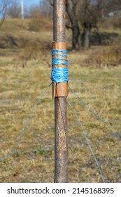 A Close-up Of Staking A Tree Properly With A Flat Nylon Material Usage Under A Staking Rope To Avoid The Bark Damage.