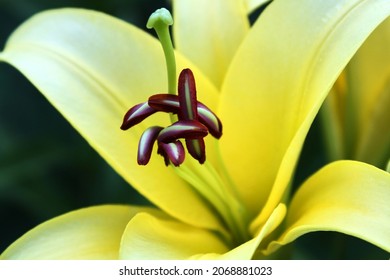 Closeup of stamen and pistil of a yellow lily. Selective focus. High quality photo