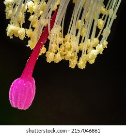 A Closeup Of Stamens And Gynoecium Of A Flower