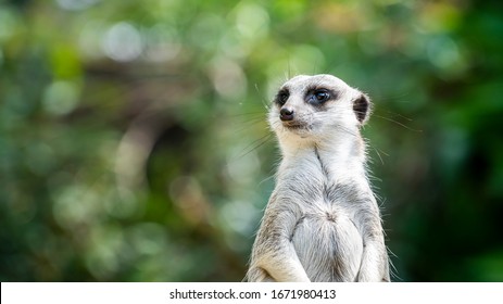 Close-up of a standing meerkat with a natural green background