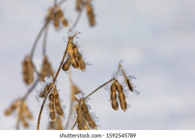 Closeup Of Standing Soybean Plants In Snow Covered Bean Field. Snowflakes And Ice Crystals On Brown Pods. Extreme And Unusual Weather Has Delayed Crop Harvest In Parts Of North America