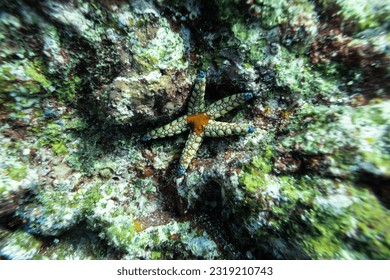 Closeup star fish on coral reef under the sea. starfish or sea stars are star-shaped echinoderms belonging to the class Asteroidea.