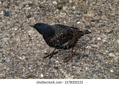 A Closeup Of A Starling Bird At The Beach