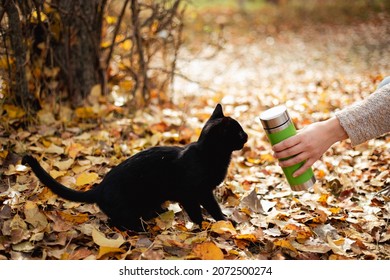 Close-up Of Steel  Thermos Water Bottle In Female Hand With Black Cat