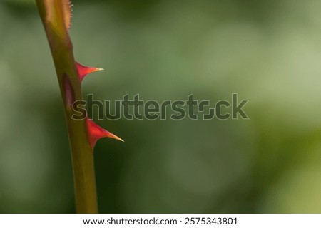 Close-up of the stem of a rose with thorns - copy space
