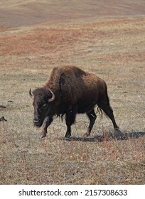 A Closeup Of Steppe Bison In Custer State Park Buffalo