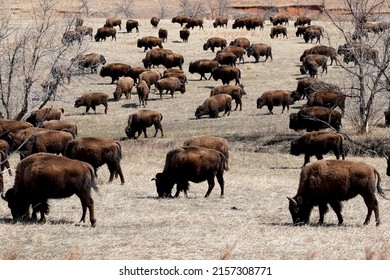 A Closeup Of Steppe Bison In Custer State Park Buffalo