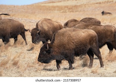 A Closeup Of Steppe Bison In Custer State Park Buffalo