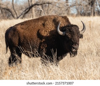 A Closeup Of Steppe Bison In A Field