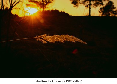 Closeup Steppe Or Prairie Grass With Orange Sunset And Black Forest Silhouette With Trees In The Background