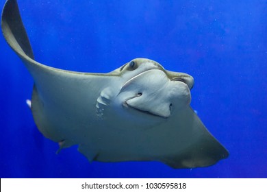 Closeup If Stingray Through Aquarium Window