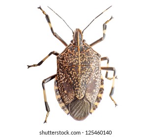 Closeup Stinkbug Isolated White Background Stock Photo 125460140 ...