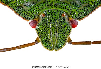 Close-up the stinkbug isolated in white background. Bug isolated on white background. Green stink bug (Nezara viridula). Close-up macro. - Shutterstock ID 2190915955