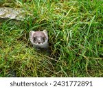 Close-up of a Stoat in Partial Ermine