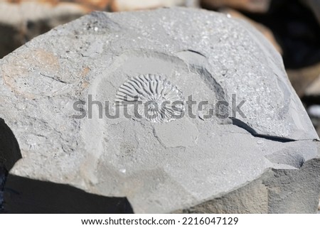 Close-up of a stone with a seashell imprint