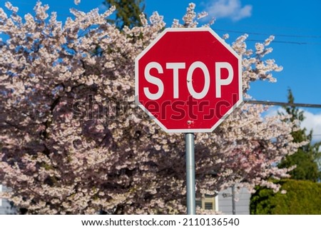 Close-up the stop sign with cherry blossom background.