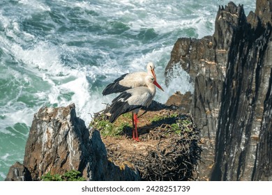 Closeup of a stork couple building their nest among the the cliffs of Cabo Sardão, Ponta do Cavaleiro, Odemira, Bejo, Alentejo, Portugal - Powered by Shutterstock