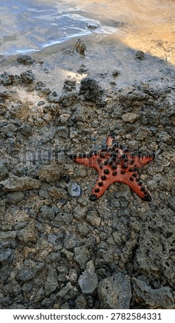 Close-up of a stranded starfish resting on coastal rocks near the ocean in a tropical beach setting. Natural marine life scene with rocky shoreline texture and seaside atmosphere.
