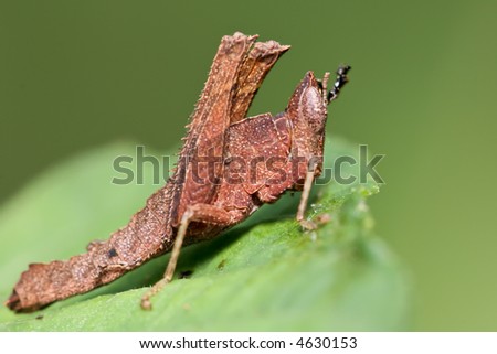 closeup of a strange grasshopper found in Tapas Hill, Malaysia
