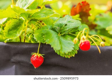 Close-up of strawberry bed with red berries hanging on strawberry plants on sunny summer day. - Powered by Shutterstock