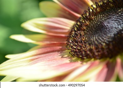 Closeup Of Strawberry Blonde Sunflower Facing Up