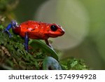 Closeup of strawberry poison-dart frog Oophaga pumilio with blurry background in Costa Rican rainforest