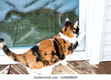 Closeup of stray calico cat standing outside by house, home wooden, deck, glass balcony wanting, waiting, asking, begging to go inside, opening door with front paw - Powered by Shutterstock