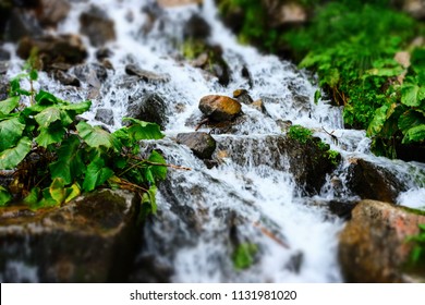 Close-up streams of water between mountain stones. Beautiful mountain river stream with fast flowing water and rocks. Flowing water in beautiful landscape. Picturesque rapids on the river.