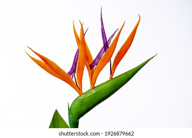 Close-up Of Strelitzia Bird Of Paradise Flower On The White Background