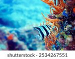 A close-up of a striped fish swimming near a vibrant coral reef in clear blue water, showcasing the beauty and diversity of underwater marine life in a tropical ocean environment.