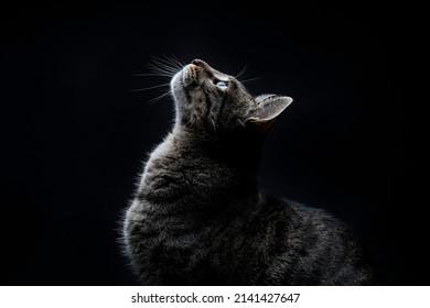 Close-up of striped gray stray cat looking up on a black background - Powered by Shutterstock