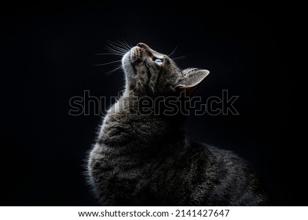 Close-up of striped gray stray cat looking up on a black background