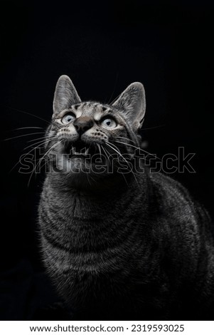 Close-up of striped gray stray cat looking up and showing on a black background 