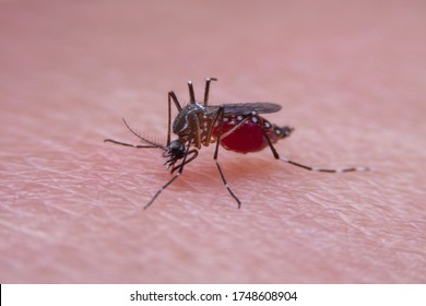 Close-up of Striped mosquitoes are eating blood on human skin, Dangerous Malaria Infected Mosquito Skin Bite
