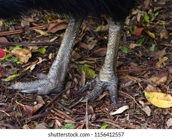 1,371 Southern Cassowary Images, Stock Photos & Vectors | Shutterstock