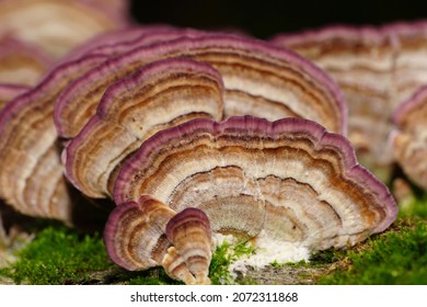 Close-up of the structure of multi-colored Polyporus and moss mushrooms growing on a tree trunk in the foothills of the North Caucasus                               